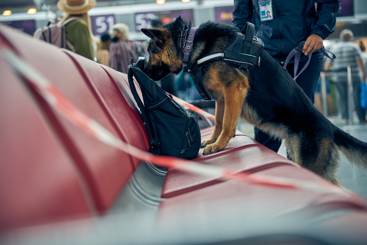 A German Shepherd standing on chairs sniffing a backpack.